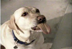 “Peanut Butter Dog”