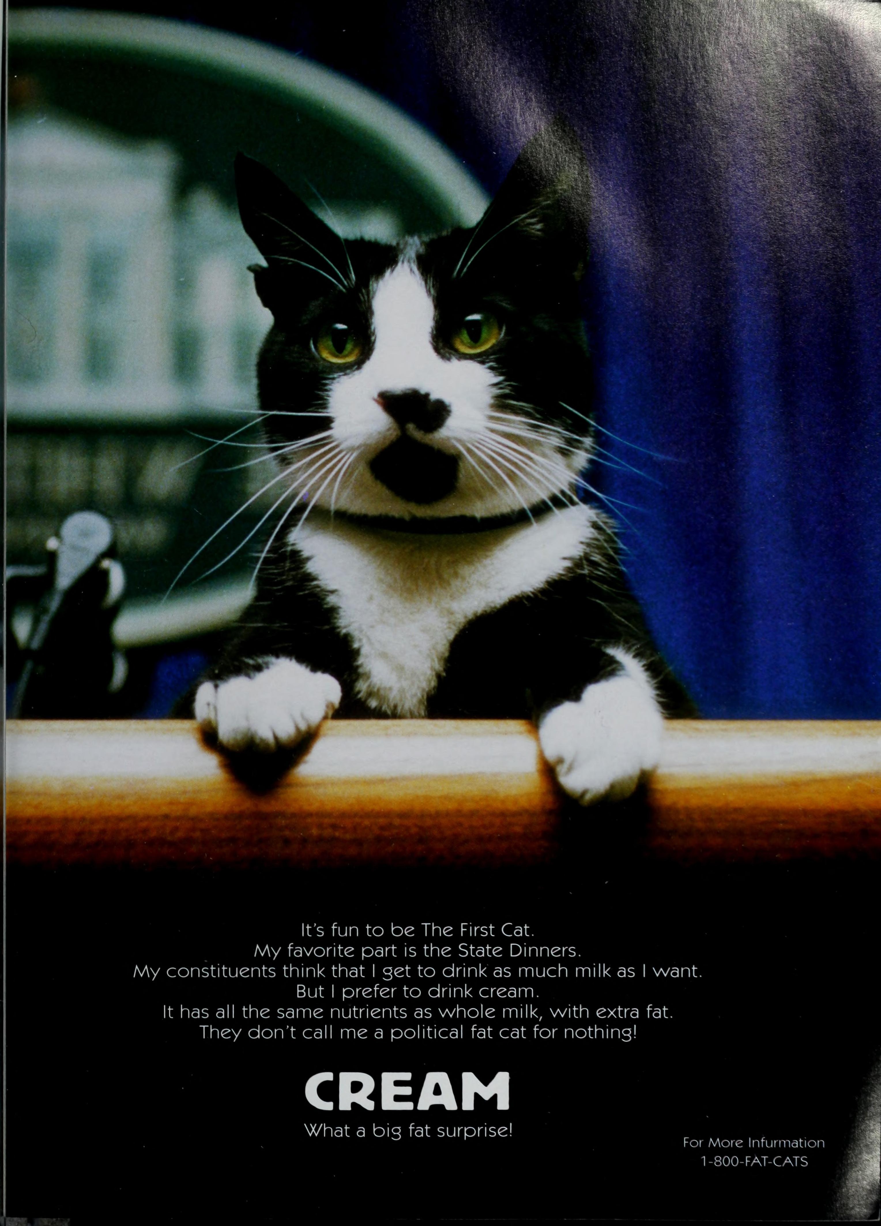 The First Cat — CREAM, What A Big Fat Surprise! (Good Mousekeeping)