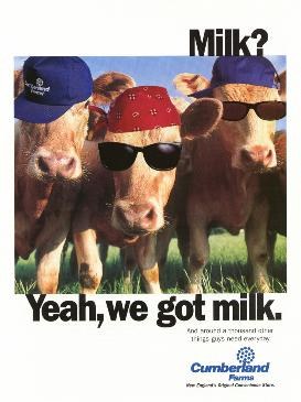 Cumberland Farms Cows parody