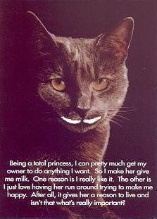 Parody postcard: cat with a milk mustache, “Being a total princess…”