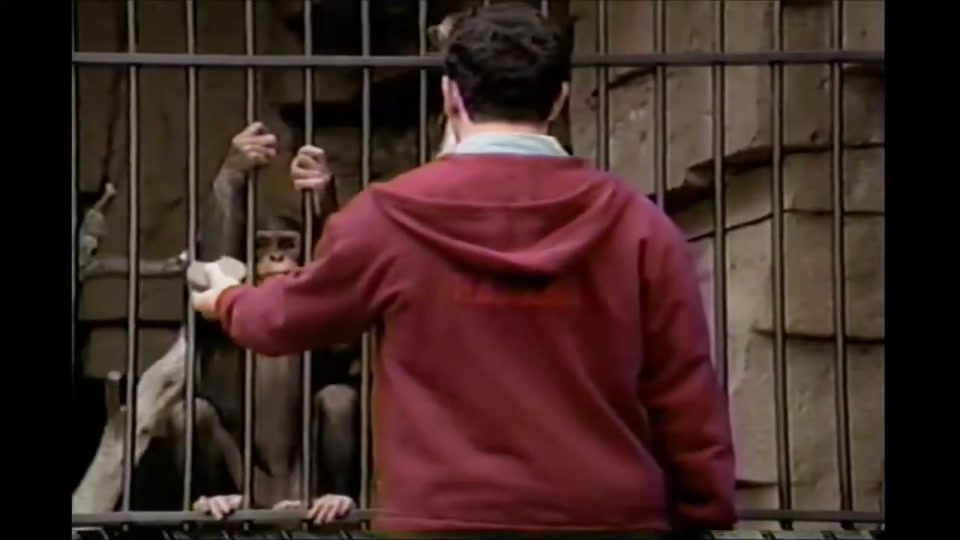 Video still for Taunt the Monkey (zoo)