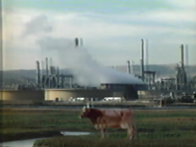 Video still for Cows in odd places ("Pride" campaign)